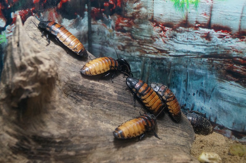 Scarafaggi su un tronco in un terrario.